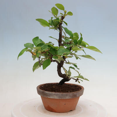 Vonkajšie bonsai - Pseudocydonia sinensis - Duloň čínska - 3