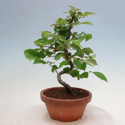 Vonkajšie bonsai - Pseudocydonia sinensis - Duloň čínska - 3