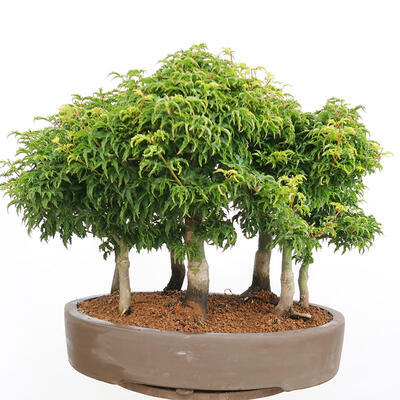 Vonkajší bonsai - Acer palmatum SHISHIGASHIRA- Javor malolistý-lesík - 3