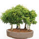 Vonkajší bonsai - Acer palmatum SHISHIGASHIRA- Javor malolistý-lesík - 3/4