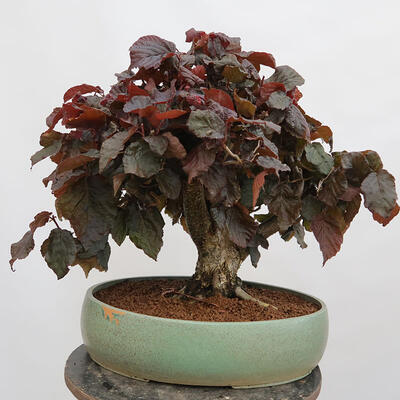 Vonkajší bonsai - Corylus Avellana Red Majestic - Lieska obyčajná - 3