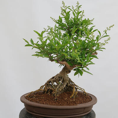 Vonkajší bonsai - Ligustrum vulgare - Vtáčí zob - 3