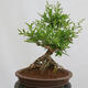 Vonkajší bonsai - Ligustrum vulgare - Vtáčí zob - 3/4