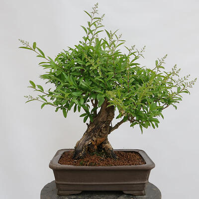 Vonkajší bonsai - Ligustrum vulgare - Vtáčí zob - 3