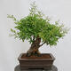 Vonkajší bonsai - Ligustrum vulgare - Vtáčí zob - 3/4