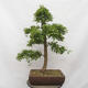 Vonkajší bonsai - Hloh - Crataegus monogyna - 3/6