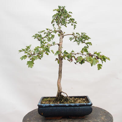 Vonkajší bonsai - Hloh - Crataegus monogyna - 3