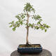 Vonkajší bonsai - Hloh - Crataegus monogyna - 3/6