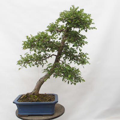 Vonkajší bonsai - Hloh - Crataegus monogyna - 3