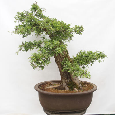 Vonkajší bonsai - Hloh - Crataegus monogyna - 3