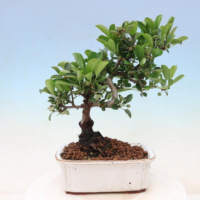 Vonkajší bonsai - Malus sergentiu - Maloplodá jabloň - 3