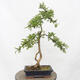 Vonkajší bonsai - Hloh - Crataegus monogyna - 3/5