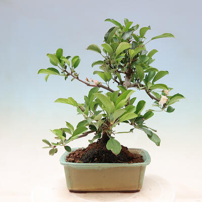 Vonkajší bonsai - Malus sergentiu - Maloplodá jabloň - 3