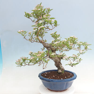 Vonkajší bonsai - Hloh klinovitý - Crataegus cuneata - 3