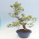 Vonkajší bonsai - Hloh klinovitý - Crataegus cuneata - 3/6