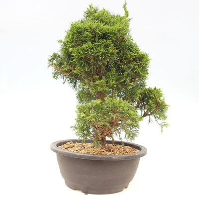 Vonkajšie bonsai - Juniperus chinensis Itoigawa-Jalovec čínsky - 3