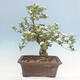 Vonkajší bonsai - Hloh klinovitý - Crataegus cuneata - 3/6