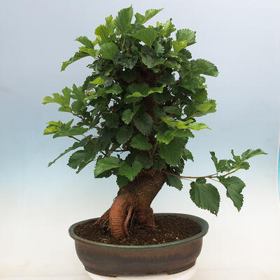 Vonkajšie bonsai -Morus albumy - moruše - 3