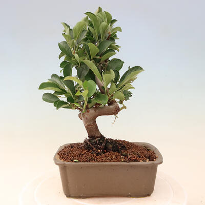 Vonkajší bonsai - Malus sergentiu - Maloplodá jabloň - 3