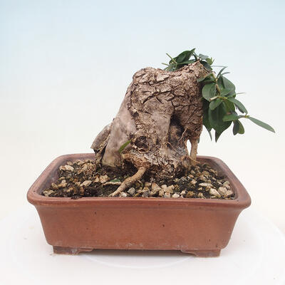 Izbová bonsai - Olea europaea sylvestris -Oliva evropská drobnolistá - 3