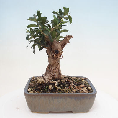 Izbová bonsai - Olea europaea sylvestris -Oliva evropská drobnolistá - 3