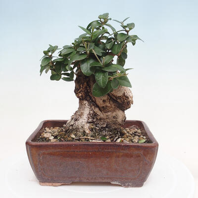 Izbová bonsai - Olea europaea sylvestris -Oliva evropská drobnolistá - 3