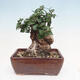 Izbová bonsai - Olea europaea sylvestris -Oliva evropská drobnolistá - 3/6