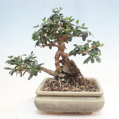 Izbová bonsai - Olea europaea sylvestris -Oliva evropská drobnolistá - 3