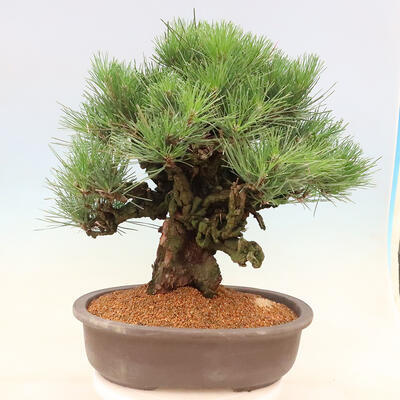 Vonkajšie bonsai - Pinus thunbergii corticosa - borovica korková - 3