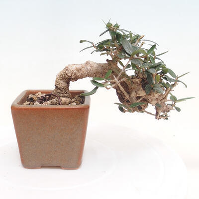 Izbová bonsai - Olea europaea sylvestris -Oliva evropská drobnolistá - 3