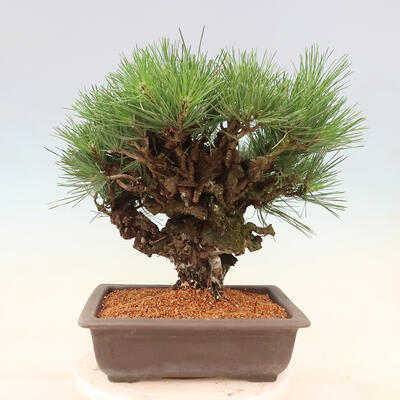 Vonkajšie bonsai - Pinus thunbergii corticosa - borovica korková - 3