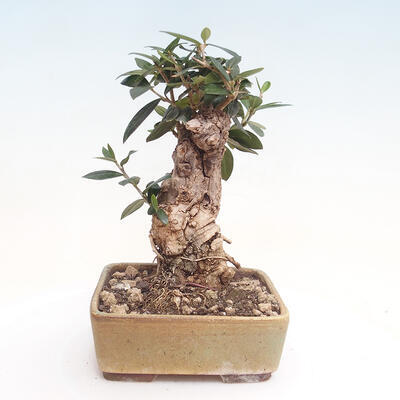 Izbová bonsai - Olea europaea sylvestris -Oliva evropská drobnolistá - 3