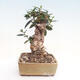 Izbová bonsai - Olea europaea sylvestris -Oliva evropská drobnolistá - 3/6