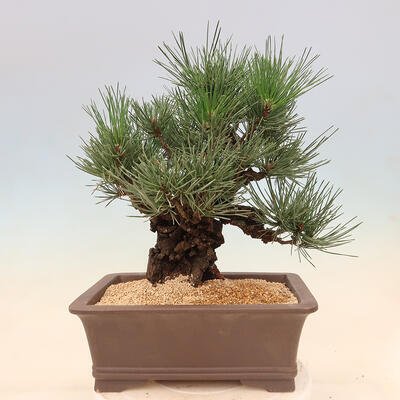 Vonkajšie bonsai - Pinus thunbergii corticosa - borovica korková - 3