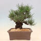 Vonkajšie bonsai - Pinus thunbergii corticosa - borovica korková - 3/4