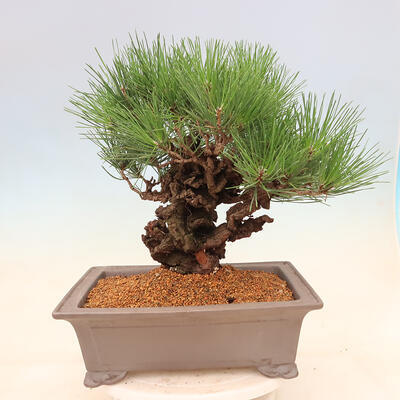 Vonkajšie bonsai - Pinus thunbergii corticosa - borovica korková - 3