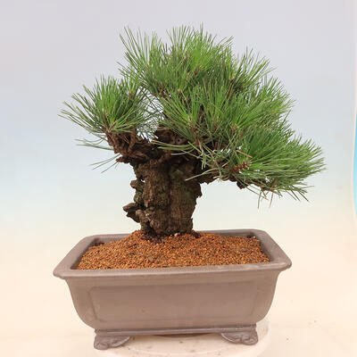 Vonkajšie bonsai - Pinus thunbergii corticosa - borovica korková - 3