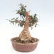 Izbová bonsai - Olea europaea sylvestris -Oliva evropská drobnolistá - 3/7