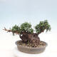 Izbová bonsai - Olea europaea sylvestris -Oliva evropská drobnolistá - 3/7