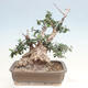 Izbová bonsai - Olea europaea sylvestris -Oliva evropská drobnolistá - 3/7