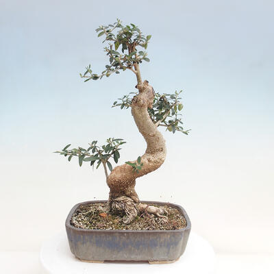 Izbová bonsai - Olea europaea sylvestris -Oliva evropská drobnolistá - 3