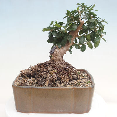 Izbová bonsai - Olea europaea sylvestris -Oliva evropská drobnolistá - 3