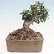 Izbová bonsai - Olea europaea sylvestris -Oliva evropská drobnolistá - 3/7