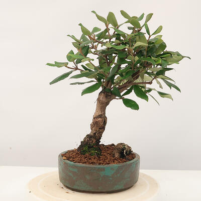 Vonkajšia bonsai-Kalina Bodnanská - Viburum carlesii - 3