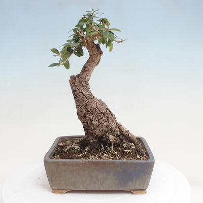 Izbová bonsai - Olea europaea sylvestris -Oliva evropská drobnolistá - 3