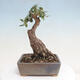 Izbová bonsai - Olea europaea sylvestris -Oliva evropská drobnolistá - 3/7