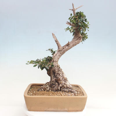 Izbová bonsai - Olea europaea sylvestris -Oliva evropská drobnolistá - 3