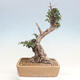 Izbová bonsai - Olea europaea sylvestris -Oliva evropská drobnolistá - 3/7