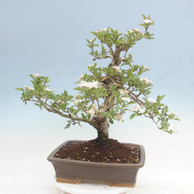 Vonkajší bonsai - Hloh klinovitý - Crataegus cuneata - 3