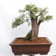 Vonkajší bonsai - Prunus spinosa - trnka - 3/5